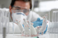 Alternativas à experimentação animal